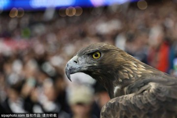 德甲彩经：法兰克福反客为主 圣保利主场拿分的精彩对决